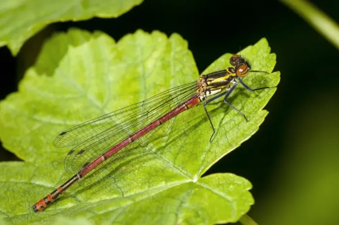 Framed Print : Large Red Damselfly (Pyrrhosoma nymphula) fulvipes form, adult female, resting on leaf, Challan Hall Woods, Silverdale Framed Print : Large Red Damselfly (Pyrrhosoma nymphula) fulvipes form, adult female, resting on leaf, Challan Hall Woods, Silverdale