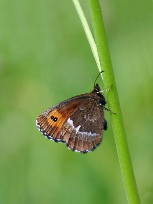 Framed Print : Large Ringlet (Erebia euryale) adult male, newly emerged and drying wings, resting on grass stem, Simplon Pass Framed Print : Large Ringlet (Erebia euryale) adult male, newly emerged and drying wings, resting on grass stem, Simplon Pass