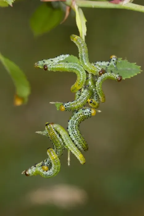 Framed Print : Large Rose Sawfly (Arge pagana) larvae, feeding on leaves of wild rose, Powys, Wales, August Framed Print : Large Rose Sawfly (Arge pagana) larvae, feeding on leaves of wild rose, Powys, Wales, August
