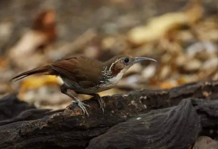 Framed Print : Large Scimitar-babbler (Pomatorhinus hypoleucos tickelli) adult, perched on rotting log, Kaeng Krachan N. P. Thailand, february