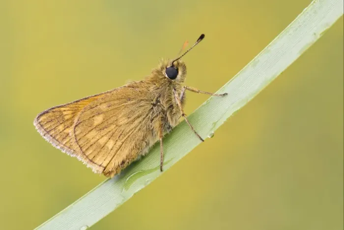 Framed Print : Large Skipper (Ochlodes venatus) adult, resting on leaf, Leicestershire, England, june Framed Print : Large Skipper (Ochlodes venatus) adult, resting on leaf, Leicestershire, England, june
