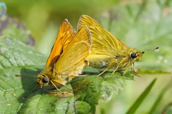 Framed Print : Large Skipper (Ochlodes venatus) adult pair, mating on bramble leaf, Ivinghoe Beacon, Chiltern Hills, Buckinghamshire Framed Print : Large Skipper (Ochlodes venatus) adult pair, mating on bramble leaf, Ivinghoe Beacon, Chiltern Hills, Buckinghamshire