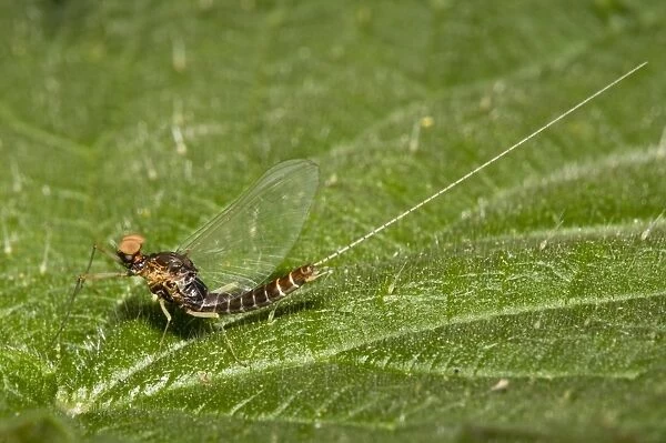 Large Spurwing Mayfly (Centroptilum pennulatum) adult male spinner, resting on Stinging Nettle (Urtica dioica) leaf