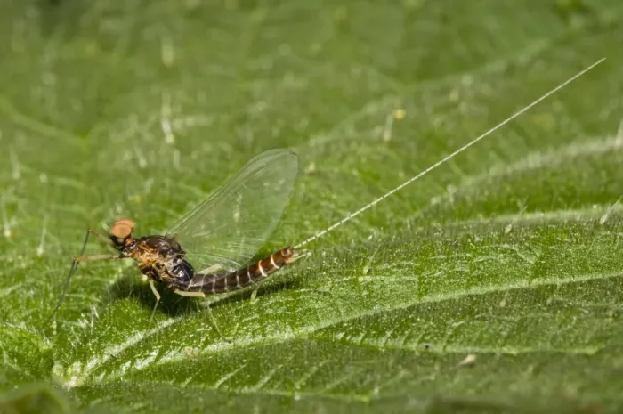 Framed Print : Large Spurwing Mayfly (Centroptilum pennulatum) adult male spinner, resting on Stinging Nettle (Urtica dioica) leaf Framed Print : Large Spurwing Mayfly (Centroptilum pennulatum) adult male spinner, resting on Stinging Nettle (Urtica dioica) leaf