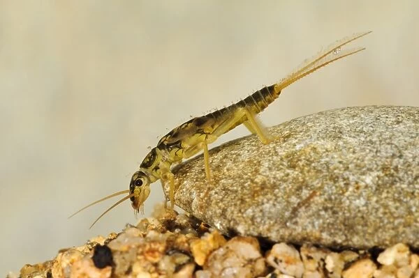 Large Stonefly (Perla bipinctata) nymph, clinging to pebble underwater, England