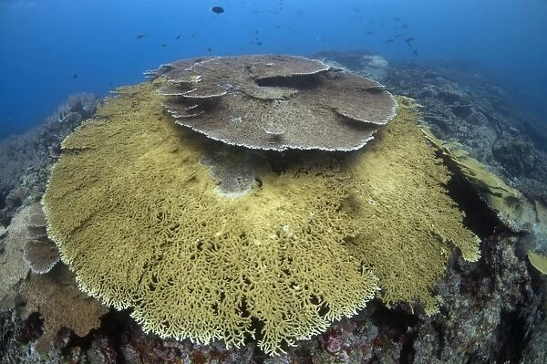 Large Table Coral (Acropora hyacinthus) in reef habitat, Banda, near Ambon Island, Maluku Islands, Banda Sea, Indonesia