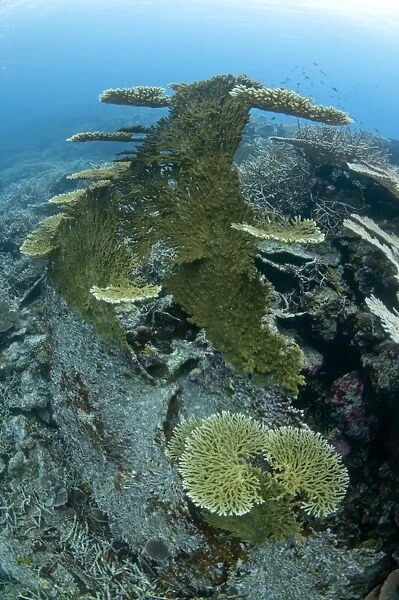 Large Table Coral (Acropora hyacinthus) toppled over with new coral shelves growing at right angles, in reef habitat, Banda, near Ambon Island, Maluku Islands, Banda Sea, Indonesia