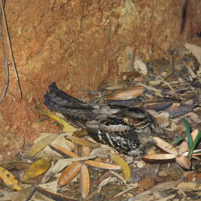 Framed Print : Large-tailed Nightjar (Caprimulgus macrurus) adult, sitting on nest with two young, Australia Framed Print : Large-tailed Nightjar (Caprimulgus macrurus) adult, sitting on nest with two young, Australia