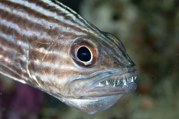 Large-toothed Cardinalfish (Cheilodipterus macrodon) adult male, close-up of head, mouth brooding eggs, Mioskon