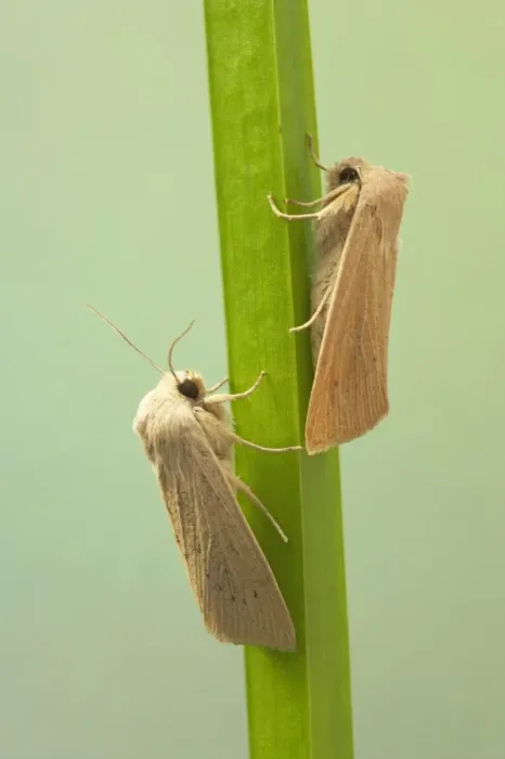 Framed Print : Large Wainscot (Rhizedra lutosa) two adults, resting on leaf, Essex, England