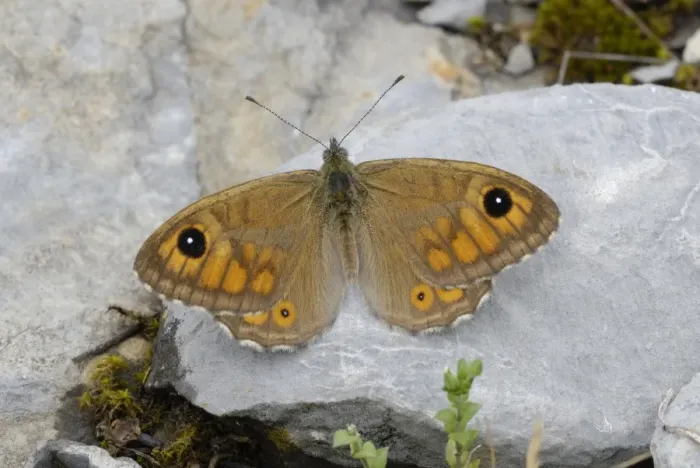 Framed Print : Large Wall Brown (Lasiommata maera) adult, resting on rock in mountain meadow, Valle de Hecho, Pyrenees, Spain, June Framed Print : Large Wall Brown (Lasiommata maera) adult, resting on rock in mountain meadow, Valle de Hecho, Pyrenees, Spain, June