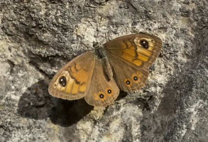 Framed Print : Large Wall Brown (Lasiommata maera) adult male, basking on warm rockface, French Alps, France, September Framed Print : Large Wall Brown (Lasiommata maera) adult male, basking on warm rockface, French Alps, France, September