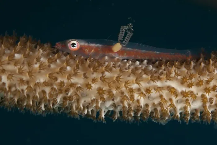 Framed Print : Large Whip Goby (Bryaninops amplus) adult, with female parasitic copepod with pair of egg sacs, resting on whip coral Framed Print : Large Whip Goby (Bryaninops amplus) adult, with female parasitic copepod with pair of egg sacs, resting on whip coral