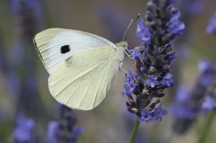Framed Print : Large White Butterfly (Pieris brassicae) adult female, feeding on lavender flowers, Norfolk, England, August Framed Print : Large White Butterfly (Pieris brassicae) adult female, feeding on lavender flowers, Norfolk, England, August