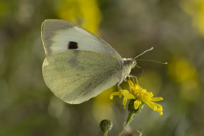 Framed Print : Large White Butterfly (Pieris brassicae ssp. brassicae) adult female, feeding on ragwort flower, France, October Framed Print : Large White Butterfly (Pieris brassicae ssp. brassicae) adult female, feeding on ragwort flower, France, October
