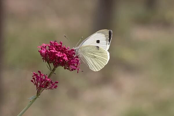 Large White Butterfly on red valerian