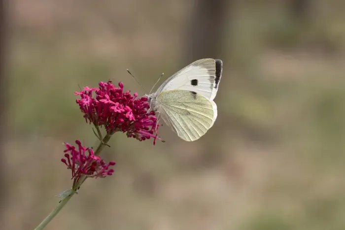 Framed Print : Large White Butterfly on red valerian