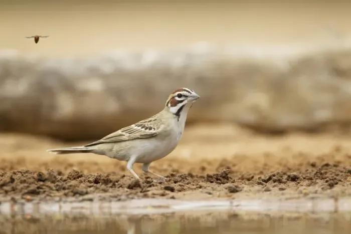 Framed Print : Lark Sparrow (Chondestes grammacus) adult, drinking at pool, South Texas, U. S. A. may Framed Print : Lark Sparrow (Chondestes grammacus) adult, drinking at pool, South Texas, U. S. A. may
