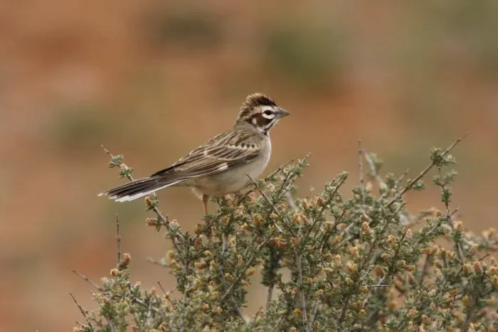 Framed Print : Lark Sparrow (Chondestes grammacus) adult, perched on sagebrush, Utah, U. S. A. May