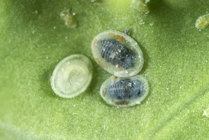 Framed Print : Larval scales of cabbage whitefly, Aleyrodes proletella, parasitised by a parasitoiid wasp, Encarsia tricolor Framed Print : Larval scales of cabbage whitefly, Aleyrodes proletella, parasitised by a parasitoiid wasp, Encarsia tricolor