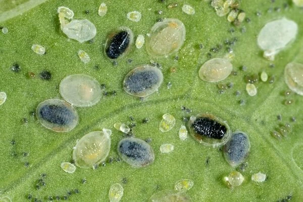 Larval scales of cabbage whitefly, Aleyrodes proletella, parasitised by a parasitoiid wasp, Encarsia tricolor