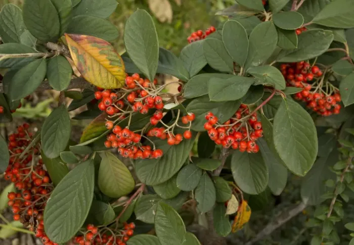 Framed Print : Late Cotoneaster (Cotoneaster lacteus) close-up of fruit and leaves Framed Print : Late Cotoneaster (Cotoneaster lacteus) close-up of fruit and leaves