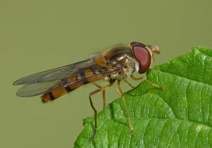 Framed Print : Late Spring Hoverfly (Meliscaeva cinctella) adult, resting on leaf, Leicestershire, England, august Framed Print : Late Spring Hoverfly (Meliscaeva cinctella) adult, resting on leaf, Leicestershire, England, august