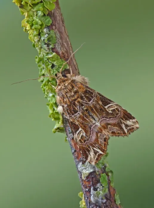 Framed Print : Latin Moth (Callopistria juventina) adult, resting on lichen covered twig, Italy, july Framed Print : Latin Moth (Callopistria juventina) adult, resting on lichen covered twig, Italy, july