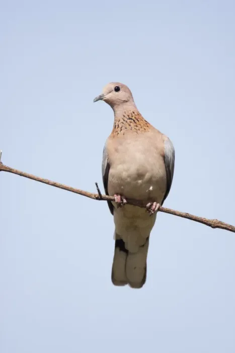 Framed Print : Laughing Dove (Streptopelia senegalensis) adult, perched on twig, Gambia, February Framed Print : Laughing Dove (Streptopelia senegalensis) adult, perched on twig, Gambia, February