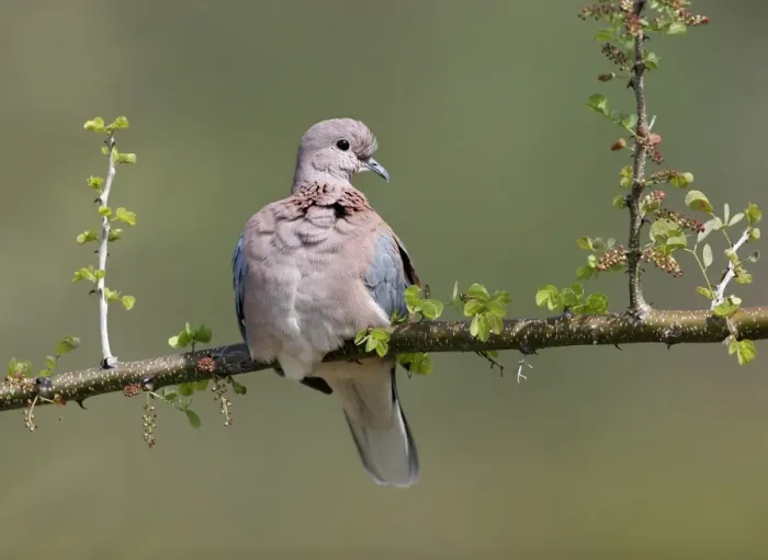 Framed Print : Laughing Dove (Streptopelia senegalensis) Adult resting on branch, Kenya Framed Print : Laughing Dove (Streptopelia senegalensis) Adult resting on branch, Kenya