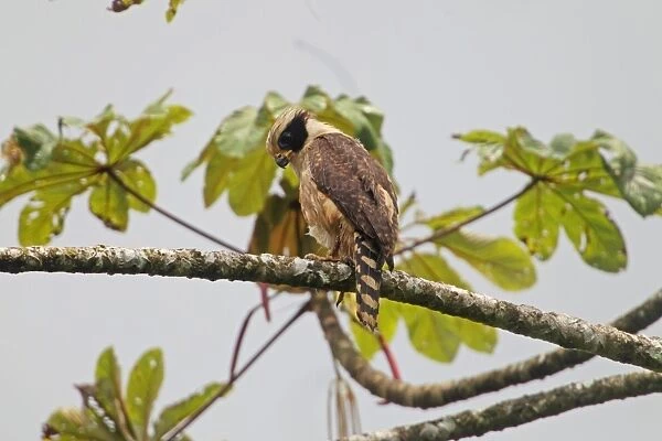 Laughing Falcon (Herpetotheres cachinnans) adult, perched on branch in tree, Costa Rica, february