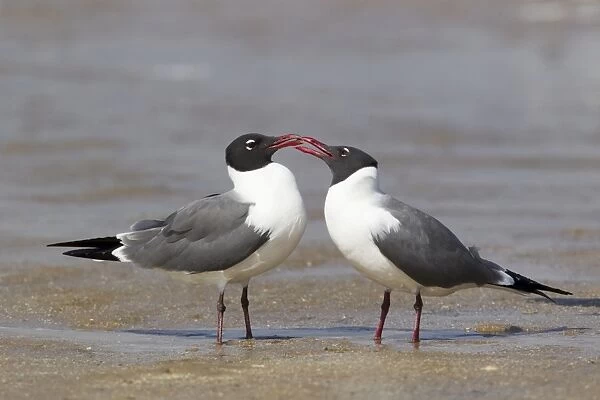 Laughing Gull (Larus atricilla) adult pair, breeding plumage, courtship behaviour, standing on shore at coast