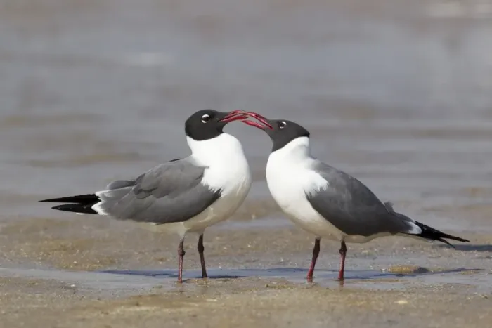 Framed Print : Laughing Gull (Larus atricilla) adult pair, breeding plumage, courtship behaviour, standing on shore at coast Framed Print : Laughing Gull (Larus atricilla) adult pair, breeding plumage, courtship behaviour, standing on shore at coast
