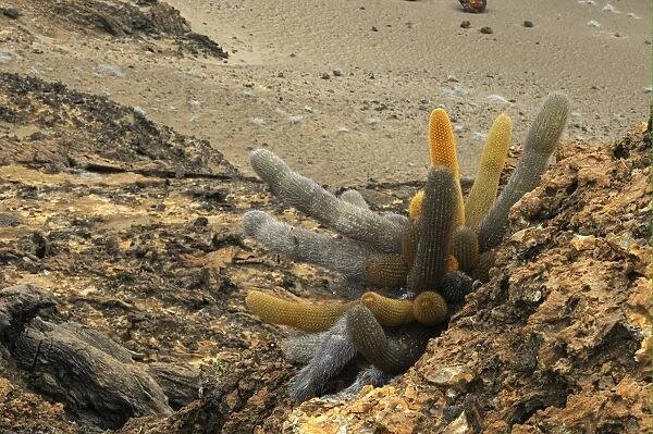 Lava Cactus (Brachycereus nesioticus) growing on barren lava rock, Galapagos Islands
