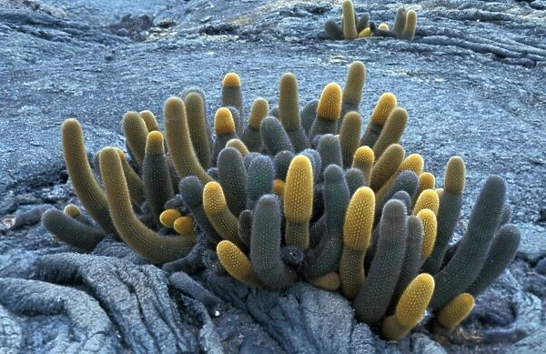 Lava Cactus (Brachycereus nesioticus) Isabela Is. Galapagos