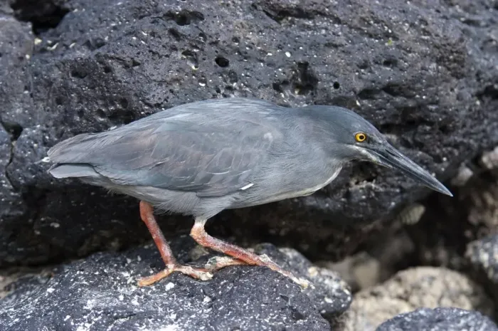 Framed Print : Lava Heron (Butorides sundevalli) adult, hunting amongst rocks, Galapagos, January Framed Print : Lava Heron (Butorides sundevalli) adult, hunting amongst rocks, Galapagos, January