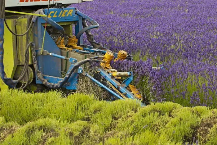 Framed Print : Lavender (Lavandula sp. ) crop, flowering in field, being harvested by Cls Jaguar harvester with Clier header Framed Print : Lavender (Lavandula sp. ) crop, flowering in field, being harvested by Cls Jaguar harvester with Clier header