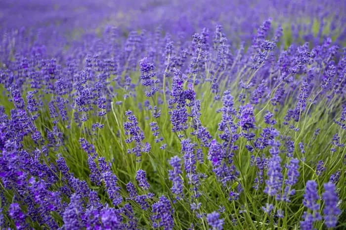 Framed Print : Lavender (Lavandula sp. ) crop, flowering in field, Cotswolds, Gloucestershire, England, june Framed Print : Lavender (Lavandula sp. ) crop, flowering in field, Cotswolds, Gloucestershire, England, june