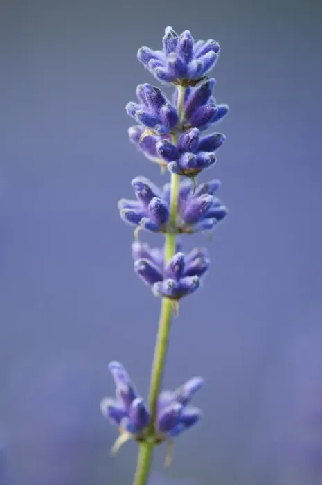 Framed Print : Lavender (Lavandula sp. ) crop, close-up of flowers, England, July Framed Print : Lavender (Lavandula sp. ) crop, close-up of flowers, England, July
