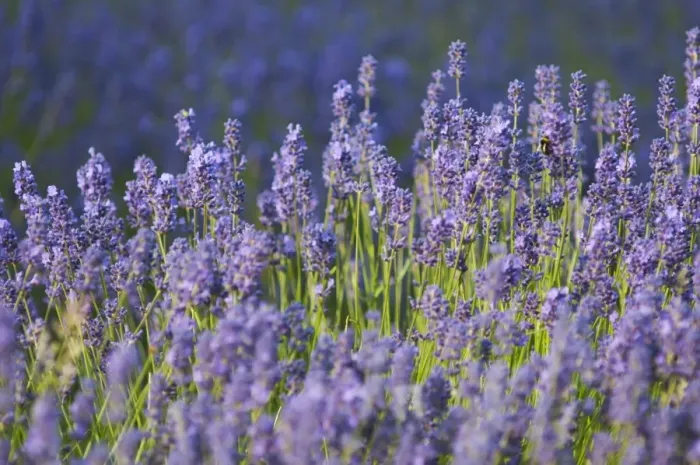 Framed Print : Lavender (Lavandula sp. ) crop, flowering in field, England, July Framed Print : Lavender (Lavandula sp. ) crop, flowering in field, England, July