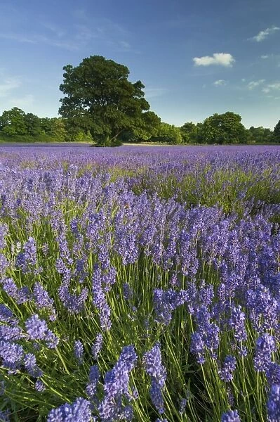 Lavender (Lavandula sp. ) crop, flowering in field, England, July