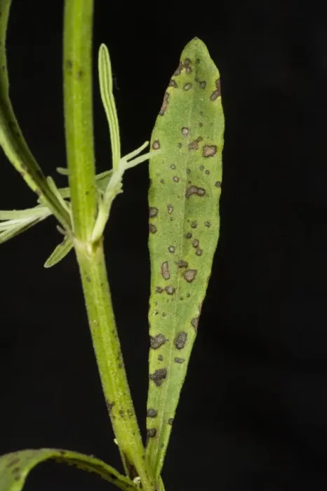 Framed Print : Lavender leaf spot, Septoria lavandulae, spotting on lavender leaves and stem