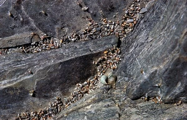 Laver Spireshell (Hydrobia ulvae) In large numbers on cliff face at high water mark  /  Camel