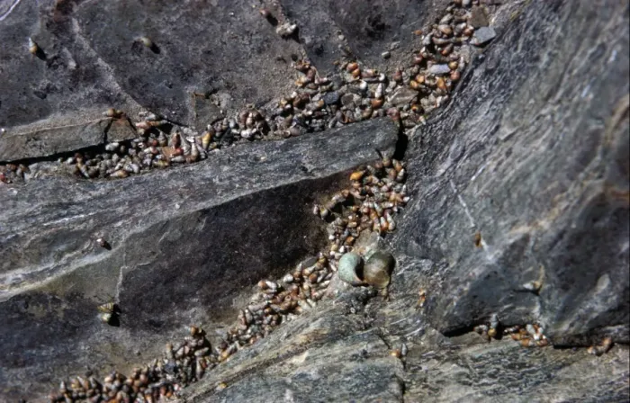 Framed Print : Laver Spireshell (Hydrobia ulvae) In large numbers on cliff face at high water mark / Camel Framed Print : Laver Spireshell (Hydrobia ulvae) In large numbers on cliff face at high water mark / Camel