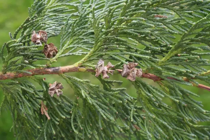 Framed Print : Lawson Cypress (Chamaecyparis lawsoniana) close-up of open cones, in garden, Suffolk, England, September Framed Print : Lawson Cypress (Chamaecyparis lawsoniana) close-up of open cones, in garden, Suffolk, England, September