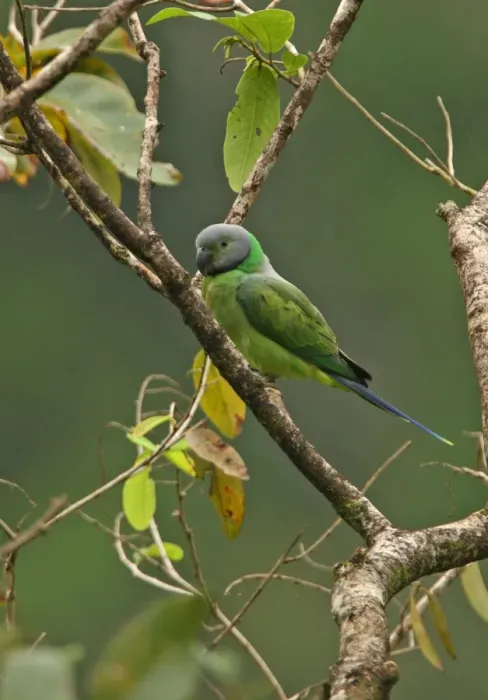 Framed Print : Layard's Parakeet (Psittacula calthropae) adult female, perched in tree during rainfall, Sri Lanka, december Framed Print : Layard's Parakeet (Psittacula calthropae) adult female, perched in tree during rainfall, Sri Lanka, december