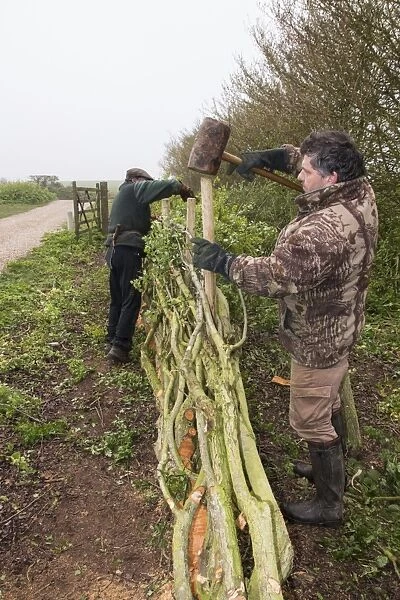 Laying a hedge in the traditional Derbyshire style using wooden stakes