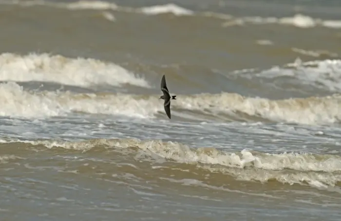 Framed Print : Leach's Petrel (Oceanodroma leucorhoa) adult, in flight over sea, Wirral Peninsula, Merseyside, England, september Framed Print : Leach's Petrel (Oceanodroma leucorhoa) adult, in flight over sea, Wirral Peninsula, Merseyside, England, september