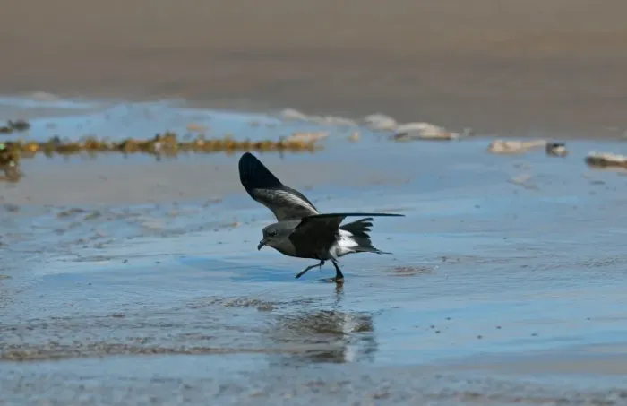 Framed Print : Leach's Petrel (Oceanodroma leucorhoa) adult, taking off from beach, Wirral Peninsula, Merseyside, England, september Framed Print : Leach's Petrel (Oceanodroma leucorhoa) adult, taking off from beach, Wirral Peninsula, Merseyside, England, september