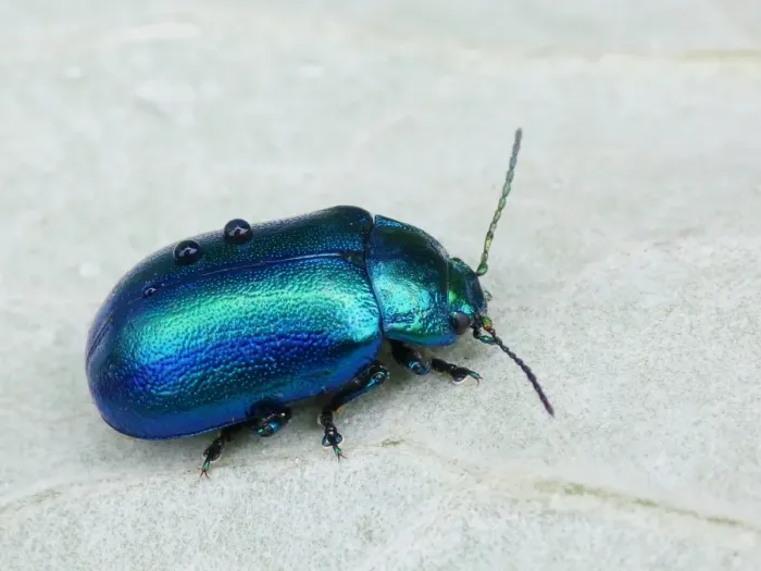 Framed Print : Leaf Beetle (Chrysolina geminata) adult, covered with raindrops, on woodland floor, Dolomites, Italian Alps, Italy